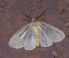 Pagara simplex