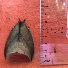 Automeris belti