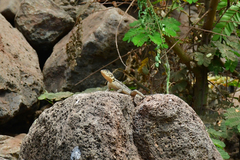 Acanthocercus atricollis