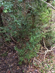 Buxus sempervirens
