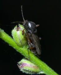 Palpomyia