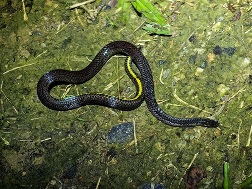 Mountain Dwarf Snake