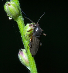 Palpomyia