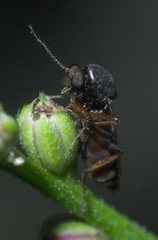 Palpomyia