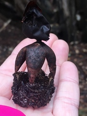 Geastrum fornicatum