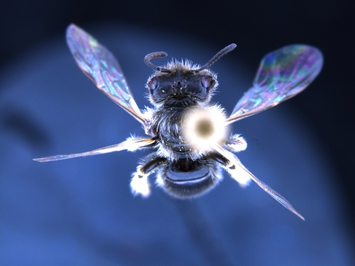 iNaturalist observation photo of Panurginus