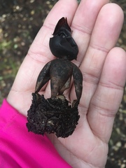 Geastrum fornicatum