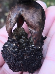 Geastrum fornicatum
