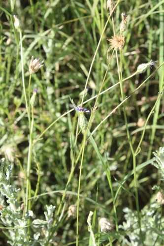 Bicoloured centaury (Volutaria crupinoides)