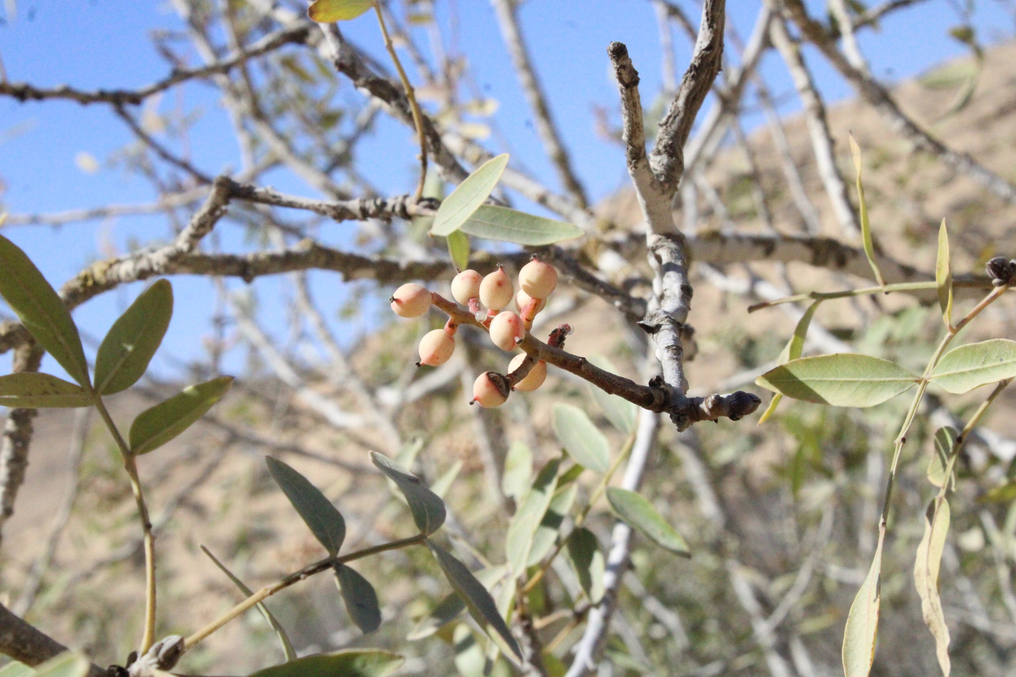 Pistachio (Pistacia vera)