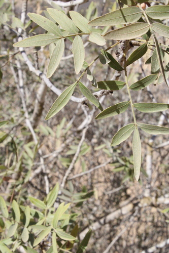 Pistacia vera