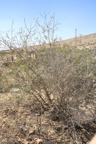 Pistacia vera