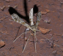 Lineodes interrupta
