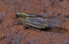 Muellerianella laminalis