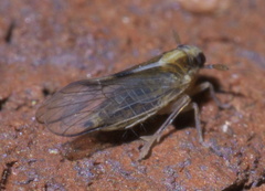 Muellerianella laminalis