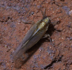 Muellerianella laminalis