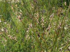 Struthiola dodecandra