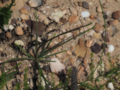 Struthiola dodecandra