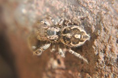 Habronattus fallax
