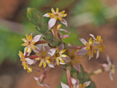 Struthiola dodecandra