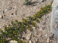 Aspalathus juniperina