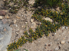 Aspalathus juniperina