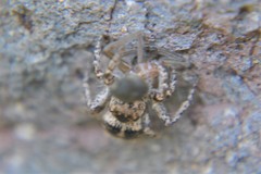 Habronattus fallax