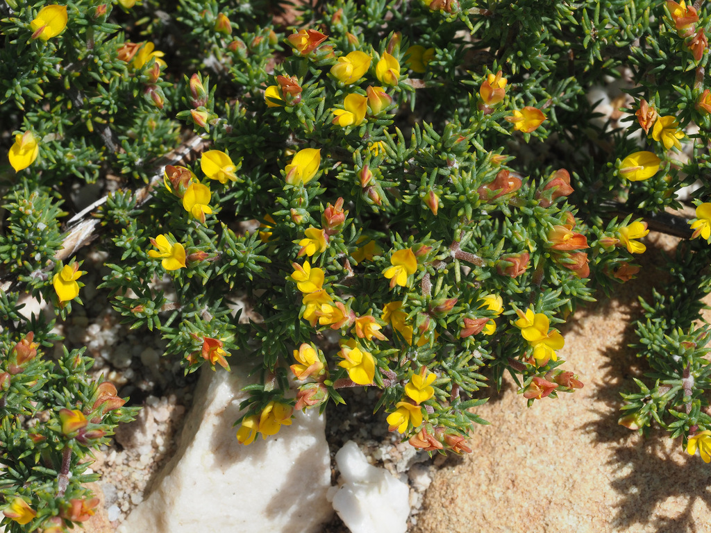 Juniper Capegorse