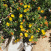 Aspalathus juniperina - Photo (c) Felix Riegel,  זכויות יוצרים חלקיות (CC BY-NC)