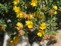 Aspalathus juniperina