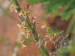 Struthiola dodecandra