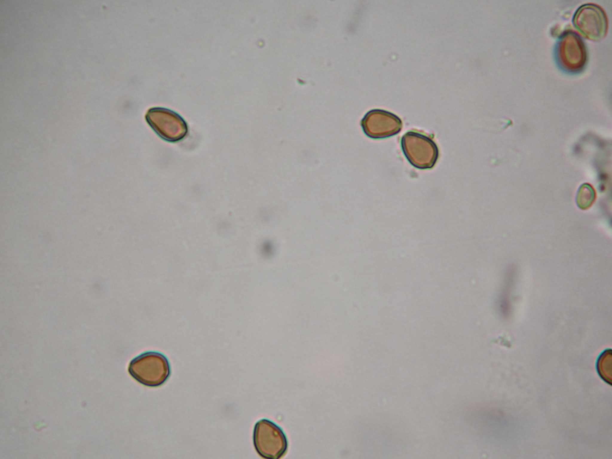 Psilocybe silvatica image