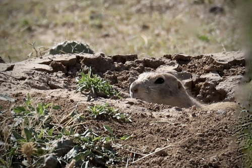 Prairie Dog
