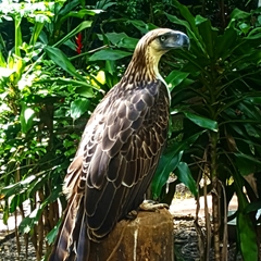 Pithecophaga jefferyi