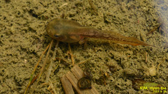 Hyla suweonensis
