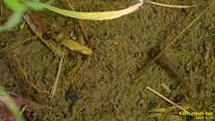 Hyla suweonensis