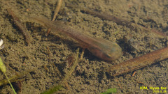 Hyla suweonensis