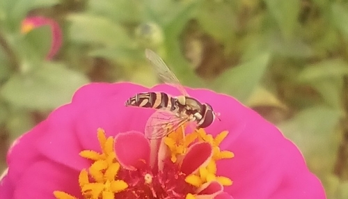 Unknown species found near Winfield, KS, USA