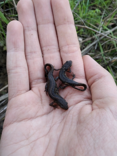 Portuguese Smooth Newt, Benfica, Lisboa, Portugal, photo 9 of 10