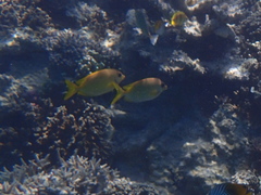 Siganus corallinus