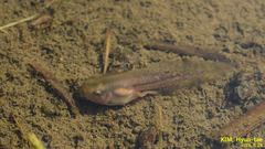 Hyla suweonensis