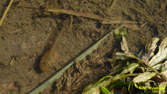 Hyla suweonensis