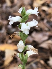 Spiranthes ovalis