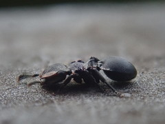 Cephalotes pusillus