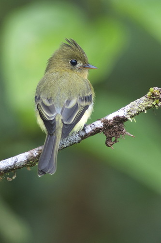 Tufted Flycatcher (Mexican)