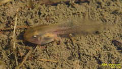 Hyla suweonensis