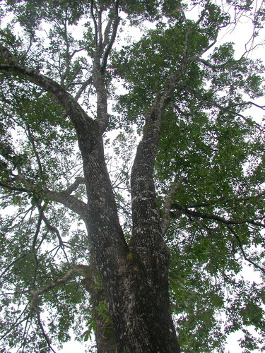Terminalia amazonia (Terminalia amazonia)