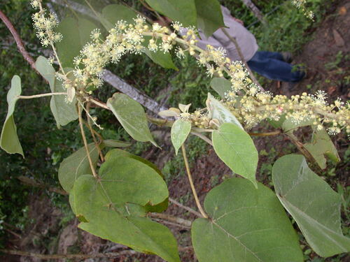 weeping blood (Croton draco)