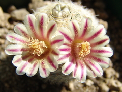 Mammillaria hermosana