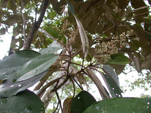Miconia argentea (Miconia argentea)